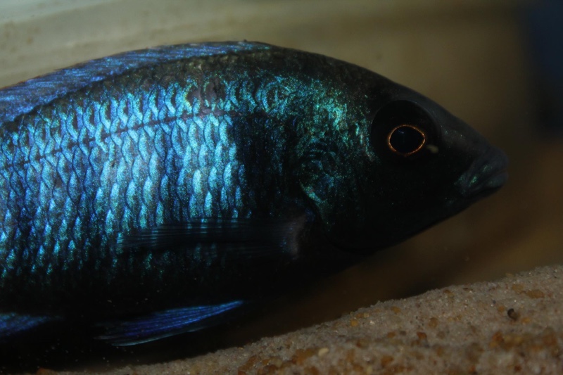 Placidochromis sp. 'phenochilus gissel' Chiofu